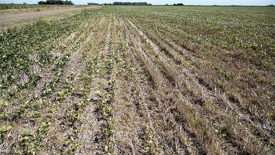 Confirman los recortes en las estimaciones de cosecha de soja y maíz