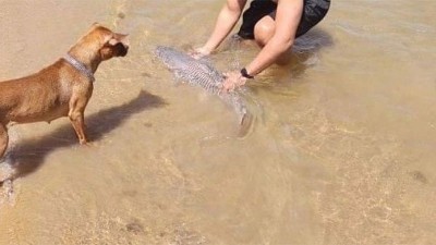 Un joven y su perro salvaron a un pequeño surubí golpeado por una hélice