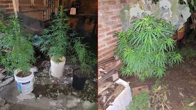 Un joven acusa a expareja por incendio en su casa: hallan plantas de marihuana