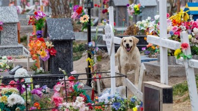 Un perro fiel se niega a abandonar la tumba de su dueño fallecido hace tres años