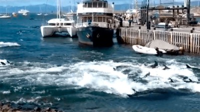 Video: decenas de toninas nadan desesperadas y encallan en la costa de Ushuaia