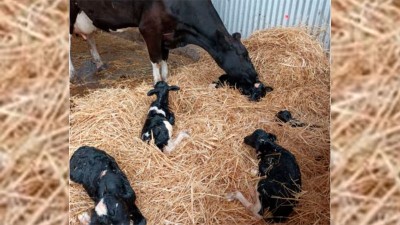 Vaca lechera parió quintillizos y sorprendió a todos: ¿qué tan común puede ser?