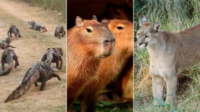 Videos: carpinchos en busca de agua y pumas y yacarés que huyen del fuego