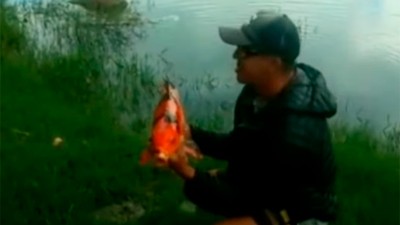 Pescó en Carlos Paz un pez de origen chino: se sacó foto y lo devolvió al agua