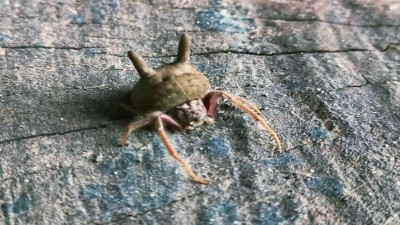 Hallaron una araña cabeza de gato en Paraná