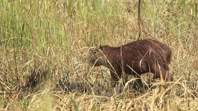 Rescataron nuevas especies de la fauna silvestre en Corrientes