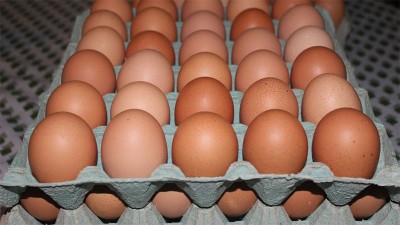 Explican por qué se disparó el precio del huevo y cuánto cobra el productor