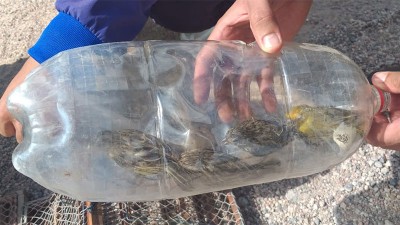 Llevaba adentro de una botella los jilgueros que había cazado