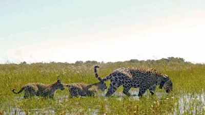 Noticia alentadora: hallan yaguaretés en óptimo estado tras incendios en Iberá