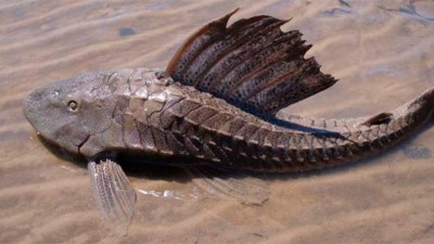 Descubrieron una especie extinta de vieja de agua en las barrancas de Paraná