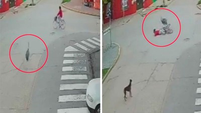 Un avestruz embistió a mujer en bicicleta: el insólito accidente quedó filmado