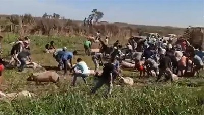 Video: volcó un camión cargado con cerdos y vecinos robaron los animales