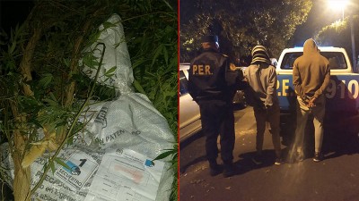 Detuvieron a dos personas por robar cinco plantas de marihuana en Paraná