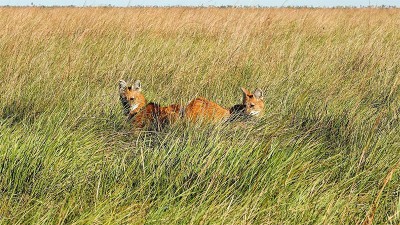 Fotografían a dos parejas de aguará guazú que escaparon del fuego en Corrientes