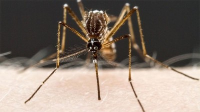 Según la OMS, los mosquitos podrían desatar la próxima pandemia