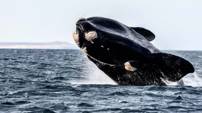 Divisaron las primeras ballenas de la temporada en cercanías de Península Valdés