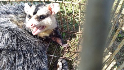 Vecina se asustó por unos animales que ingresaron a su casa: eran comadrejas