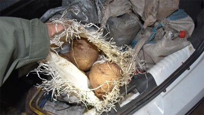 Rescataron y liberaron 11 quirquinchos que llevaban en un baúl