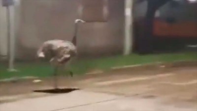 Videos: ñandú escapó de una casa y fue rescatado cuando corría por un barrio
