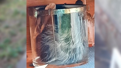 Halló una comadreja dentro de la hielera: el animal fue liberado en su hábitat