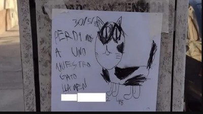 Un nene hizo dibujitos a mano para recuperar a su gatito perdido