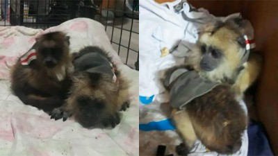 Rescataron dos monos carayá que estaban en una vivienda de Paraná