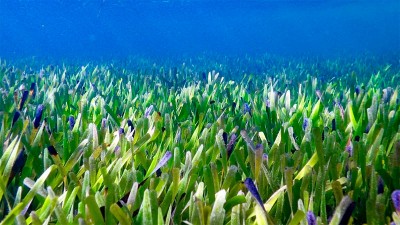 Impresionante: hallaron la planta más grande del mundo y tiene 4.500 años