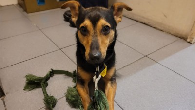 Coco, el perro aislado en Ezeiza, recupera su libertad y viajará a Córdoba