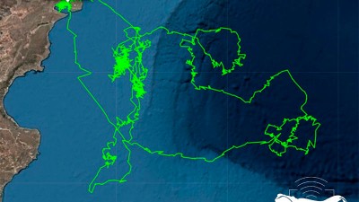 Registraron el recorrido migratorio completo de una ballena franca con cría