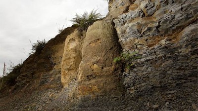 Hallan bosque fosilizado de 290 millones de años en estado brasileño de Paraná