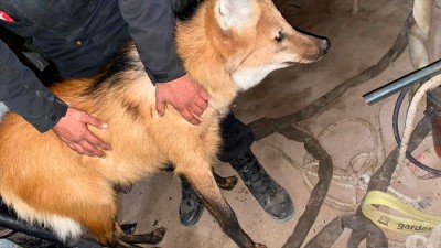 Rescataron a dos Aguará Guazú que eran tenidos como mascota en Santa Fe