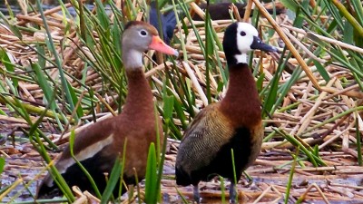 Resolución judicial prohíbe la caza de patos autóctonos en la provincia