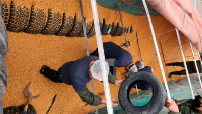 Frenan un contrabando de más de 100 neumáticos en camión de cereales