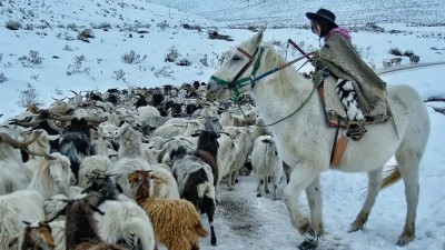 Tiene 9 años y cuida las cabras de su familia en las nevadas laderas de Neuquén