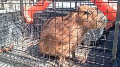 Rescataron a un carpincho que tenían como mascota en una vivienda de Paraná