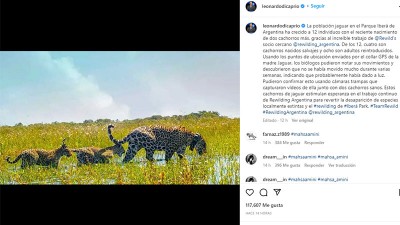 DiCaprio destacó el crecimiento de la población de yaguaretés en Corrientes