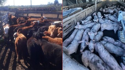 Secuestraron en Entre Ríos vacunos y porcinos valuados en $190.000.000