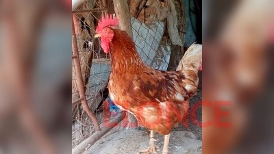 Video: el extraño caso de un gallo que pone huevos en granja de Paraná Campaña