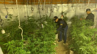 Hallaron unas 400 plantas de marihuana en un vivero montado en una vivienda