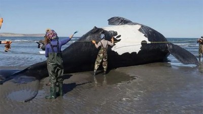Se elevó a 30 el número de ballenas muertas en Chubut