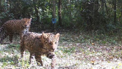 Registraron imágenes de ocho yaguaretés en el Parque Nacional Iguazú