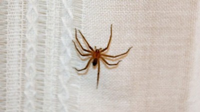 Cómo reconocer y qué hacer ante la picadura de la araña de rincón