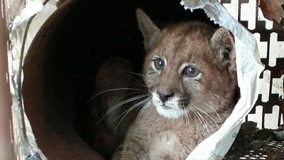 Video: paseaba a su perro y encontró un cachorro de puma en alcantarilla