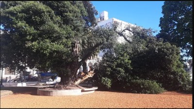 Paraná: la macabra historia del árbol que cayó en la Plaza