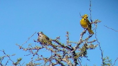Liberaron cardenales amarillos en Entre Ríos