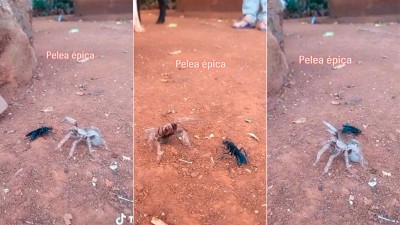 Video: la increíble batalla entre una avispa negra y una tarántula