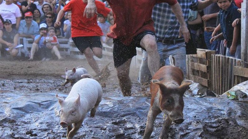 Piden prohibir chancho enjabonado y corrida de gallinas: Rayan la crueldad