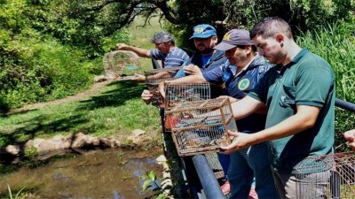 Rescataron y liberaron más de 50 aves silvestres en un barrio de Concordia