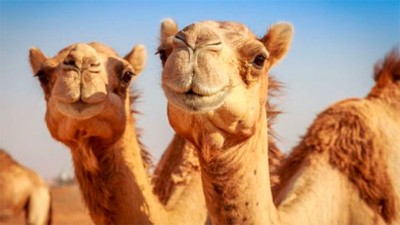 Qué es el Virus del Camello, que afecta a tres jugadores de Francia