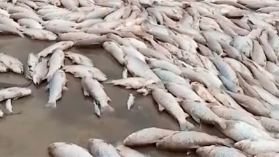 Peces muertos por falta de agua en una laguna santafesina